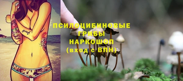 стаф Аркадак
